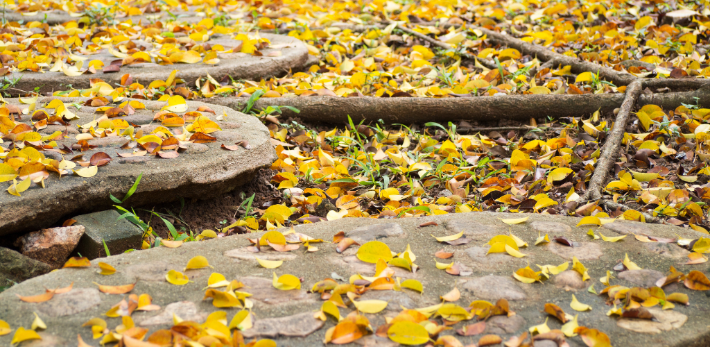 Up close shot of fall yellow leaves on the ground