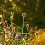 Late summer natural landscaping