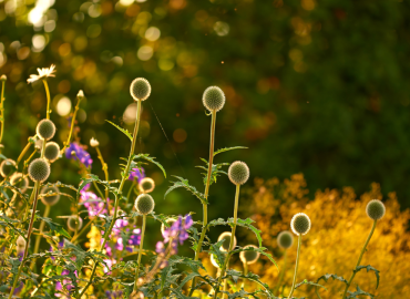 Late summer natural landscaping