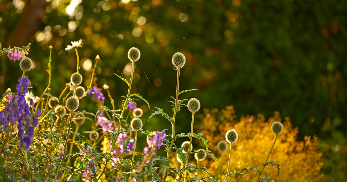Late summer natural landscaping
